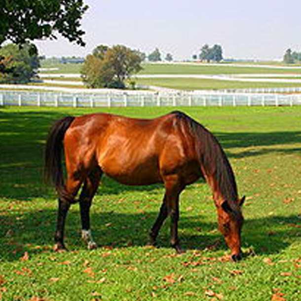 lexington-ky-horse-farms 610x610